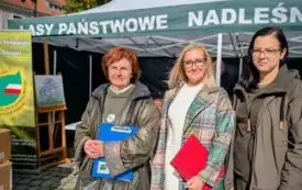 drzewko za makulature8