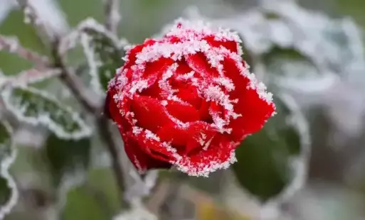 Zdjęcie do Ostrzeżenie meteo | przymrozki | 25.03.2025